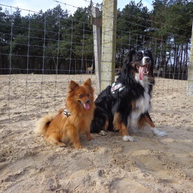 Hondenfoto van Barbara, Vos, Quin en Boo