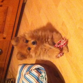 Puppy