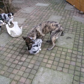 Hondenfoto van Waka, Robi, Joy, Abby en het vrouwtje