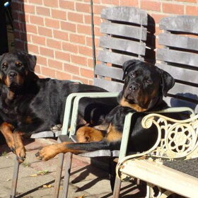 Petty en Hesja in de zon