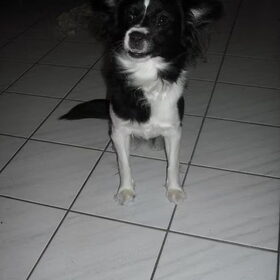 Hondenfoto van **The more I know about people, the more I love dogs**
