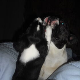 Hondenfoto van **The more I know about people, the more I love dogs**