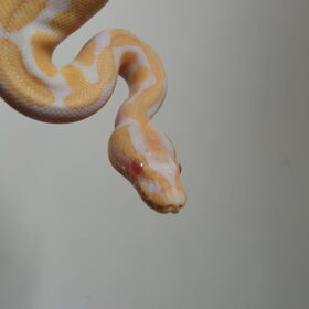 bino