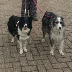 Hondenfoto van Pamela en Dazzle en Gentle