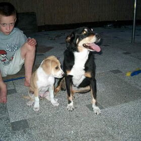 Jackie (zwart) en Junta ( Oostenrijkse Pinscher x…