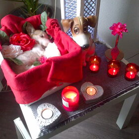 Semmy Rust zacht lieffie 16-02-2013