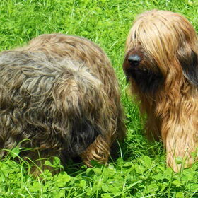 Dit zijn mijn twee briards kanjers van honden