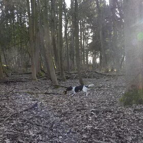 Rup in actie. Kralingen. 17 feb 2013
