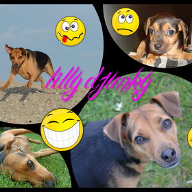 lilly djuky