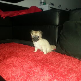 Bentley met 7 wekjes.
