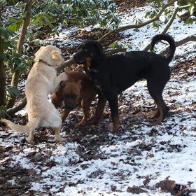 Hondenfoto van jackiie nova&bailey