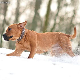 sneeuwpret met demi