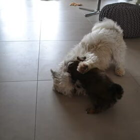 Hondenfoto van Niek en Margo, Hummel en Bailey
