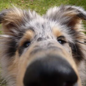 Hondenfoto van Lizzie en Sterre
