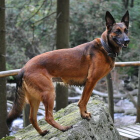 Blitz in de Ardennen