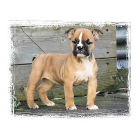 Mutz als pup