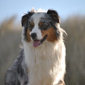 Hondenfoto van De mannen