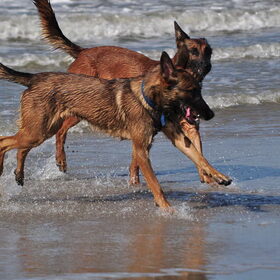 Sky en Blitz