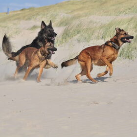 Blitz, Bentley en Wolf