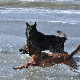 Bentley en Wolf