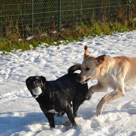Hondenfoto van sofie, Lucky en Zita <3