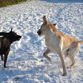 Hondenfoto van sofie, Lucky en Zita <3