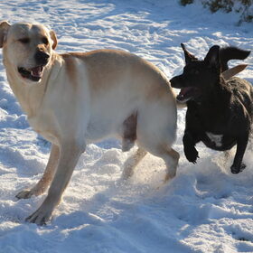 Hondenfoto van sofie, Lucky en Zita <3