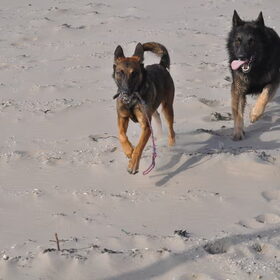 Sky en Wolf
