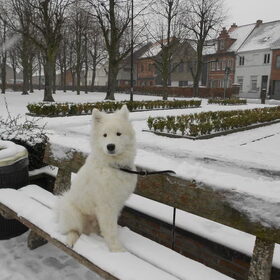 Hondenfoto van Team Black & White