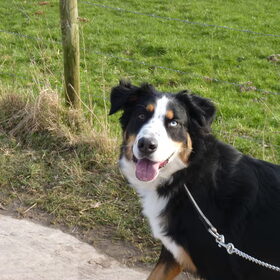 Hondenfoto van Alison&Shado
