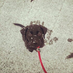 Maxi's eerste keer in de sneeuw; net 2 weken bij ons.