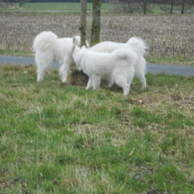 Hondenfoto van Team Black & White
