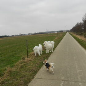 Hondenfoto van Team Black & White