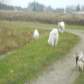 Hondenfoto van Team Black & White