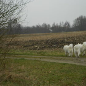 Hondenfoto van Team Black & White