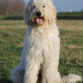 Hondenfoto van Dewi & de doodles