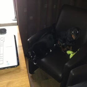 Lady samen met pluisje kroelen!