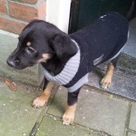 Dit is Miguel een prachtig, mooi en lief pupje van 3 maanden.