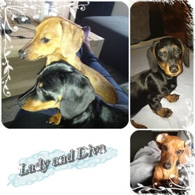 Hondenfoto van Daisy, Diva & Lady