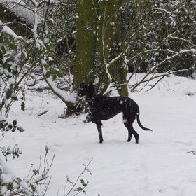 weer sneeuw