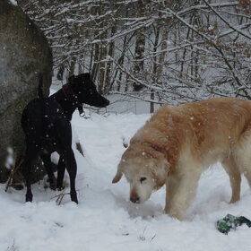 weer sneeuw