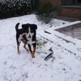 Hondenfoto van Alison&Shado