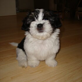 Mooi koppie (10 wkn)