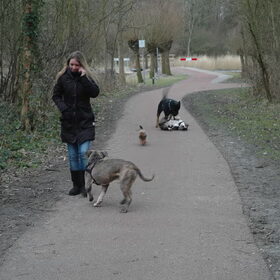 Zo gedraagt Chelsea zich bij dominante honden als Bully in de…