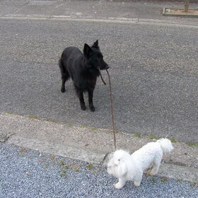 Dusty op stap met de Malthezer