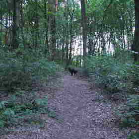 Eindelijk in het bos....