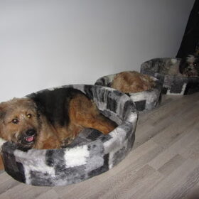 Hondenfoto van liesbeth,Turbo,Luna, Levi en Faith
