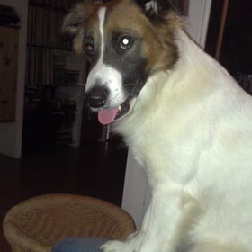 Hondenfoto van Tara & ~Mylo~