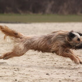 Hondenfoto van team Shadow