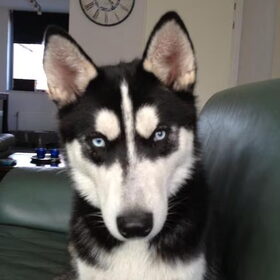 Boris